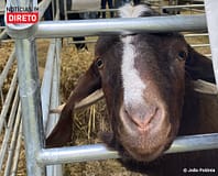 Língua azul atinge todos os distritos só Açores e Madeira estão livres