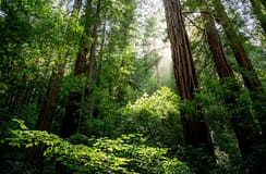 Marinha Grande pede ajuda ao Governo para instalar Museu Nacional da Floresta no concelho