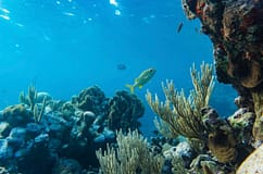 Nações Unidas criam instrumento financeiro para desbloquear verbas para os oceanos