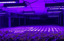 Novo ‘software’ controla agricultura vertical desde a semente à embalagem