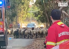 Incêndio em Mondim de Basto obriga pastor a procurar novas pastagens para 170 cabras
