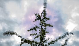 Mau tempo: Porto encerra parques urbanos e pede que se evitem zonas com árvores