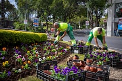 Funchal: Câmara Municipal assinala Dia dos Namorados com amores-perfeitos