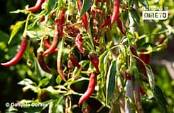 Piri‑Piri & Co.: A Força do Picante Feito no Algarve