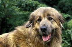 Primeiro Dia Mundial do Cão da Serra da Estrela assinalado em setembro