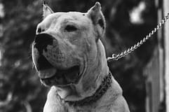 Ataque de pitbulls mata bebé em Itália e deixa a mãe ferida