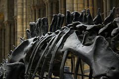 Descoberto novo dinossauro que viveu em Portugal há quase 150 milhões de anos