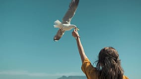 Gripe das aves chega à Lourinhã: gaivota confirma novo foco