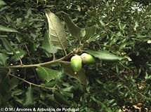 Ambientalistas denunciam corte de centenas de azinheiras em Alvaiázere, Câmara averigua