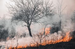Incêndios: Agricultores do Norte já declararam 1,4 milhões de euros de prejuízos