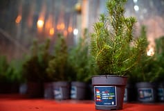 Chamusca: Mil pinheiros de Natal vão ser devolvidos à natureza