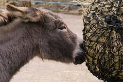 Mula com 1,3 milhões de euros apanhada pela polícia da Nicarágua