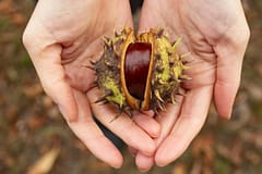 Início da colheita: primeiras castanhas do outono são apanhadas em Trás-os-Montes