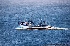 Frota portuguesa captura mais 3,3% de pescado em 2023