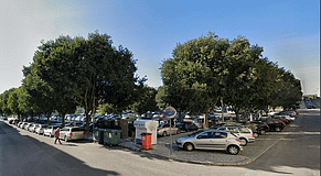 Município de Santarém substitui preventivamente três árvores em mau estado fitossanitário