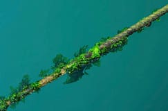 Alga invasora espalha-se pela costa portuguesa e não há forma de a travar