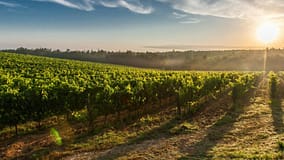 Beira Interior defende continuação de apoios à plantação de vinhas