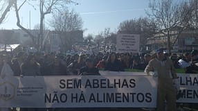 Seca: Apicultores do Algarve em dificuldades queixam-se da falta de apoios – Reportagem