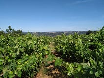 Instituto de Agronomia desenvolve projeto para produção de culturas com eficiência de azoto