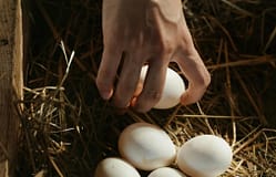 Preço da meia dúzia de ovos aumenta quase 28% desde janeiro