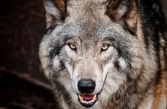 Tribunal da UE rejeita caça regional ao lobo se protegido a nível nacional