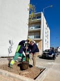 Coimbra: Câmara Municipal planta árvores na rua José Marques Dias Ferreira