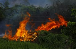 Incêndios: PJ detém mulher suspeita de seis fogos em Condeixa-a-Nova