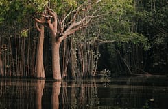 Alta-costura usa curtumes ligados à desflorestação ilegal, revela investigação