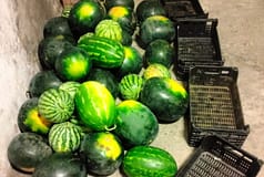 Alpiarça: Seis detidos por furto de uma tonelada de produtos agrícolas