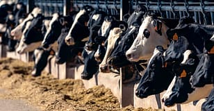 Produtores de leite desafiados a unirem-se para ganhar capacidade de negociar preço justo