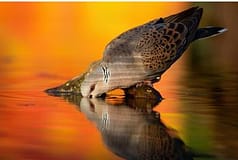 Quase metade das espécies migratóricas do mundo estão em declínio