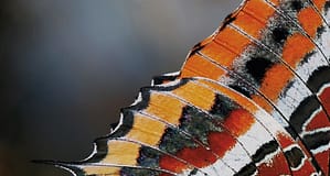 Rede das Aldeias do Xisto promove quatros concertos de jazz em setembro