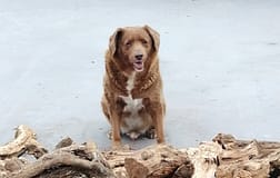 Morreu Bobi o cão mais velho do mundo do Guinness