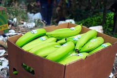 PJ apreende em Setúbal 800 quilos de cocaína dissimulados em caixas de banana