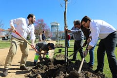 Dia Mundial da Árvore assinalado com a plantação de seis árvores autóctones no Jardim de São Bento
