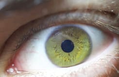 Prémios Pfizer distinguem investigação sobre cancro do estômago, retina e reprogramação celular