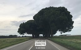 Cidadãos avançam com ação popular contra corte de árvores na EN 114