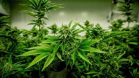 Canábis é a droga mais usada na Europa e opiáceos estão em crescimento