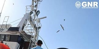 Nazaré: Mais de 600 quilos de pescada apreendida