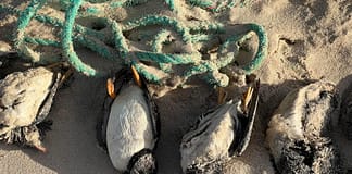 Centenas de papagaios-do-mar dão à costa em Peniche