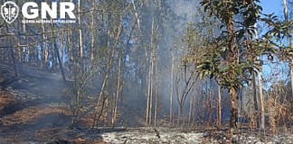 Incêndios: Detida suspeita de fogo florestal no concelho de Leiria