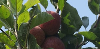 Associação estima exportar 15 milhões de quilos de maçã de Alcobaça na próxima campanha