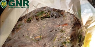 Torres Vedras: GNR apreende três quilogramas de meixão