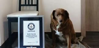 Festa de aniversário do cão mais velho do mundo reúne pessoas de vários pontos do mundo