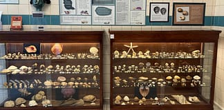 Casa das Conchas reabre na Foz do Arelho com 10 mil exemplares em exposição