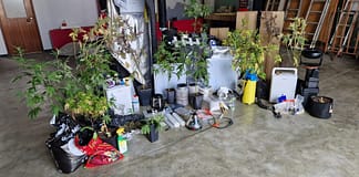 Nazaré: PSP detém homem e apreende estufas de canábis