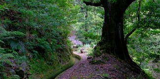 Forteris discorda da estratégia anunciada pelo Governo para as florestas