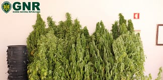 Cadaval: Detido homem por cultivo de estupefacientes