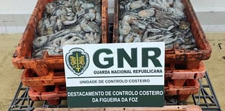 Nazaré: Apreendidos mais de 150 quilos de polvo subdimensionado