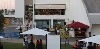 Câmara de Abrantes preocupada com presença excessiva de javalis nas zonas urbanas